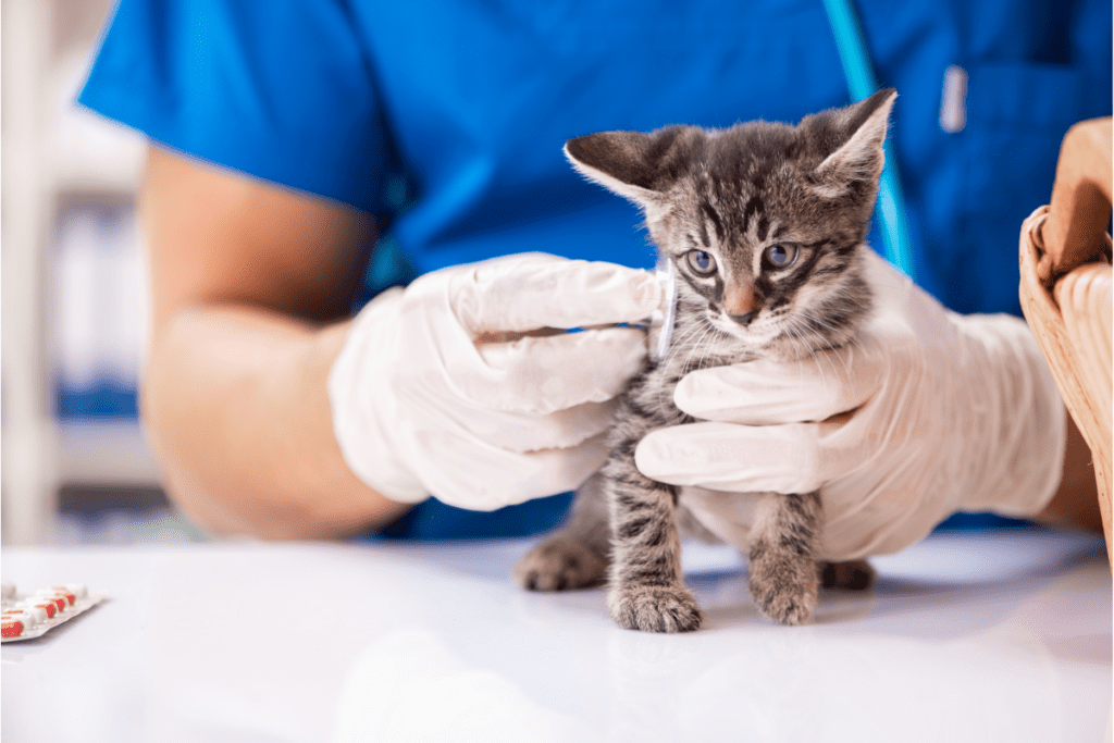 Vet Tech Treating A Kitten At A Vets Practice In Canada For Veterinary Technician's Salary In Canada