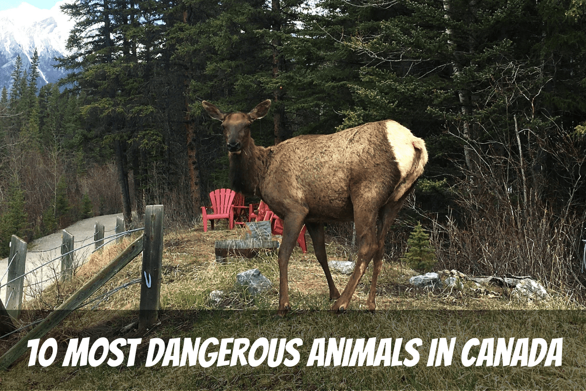 An Adult Elk Near The Bow River In Canmore Alberta Is One Of The Most Dangerous Animals In Canada