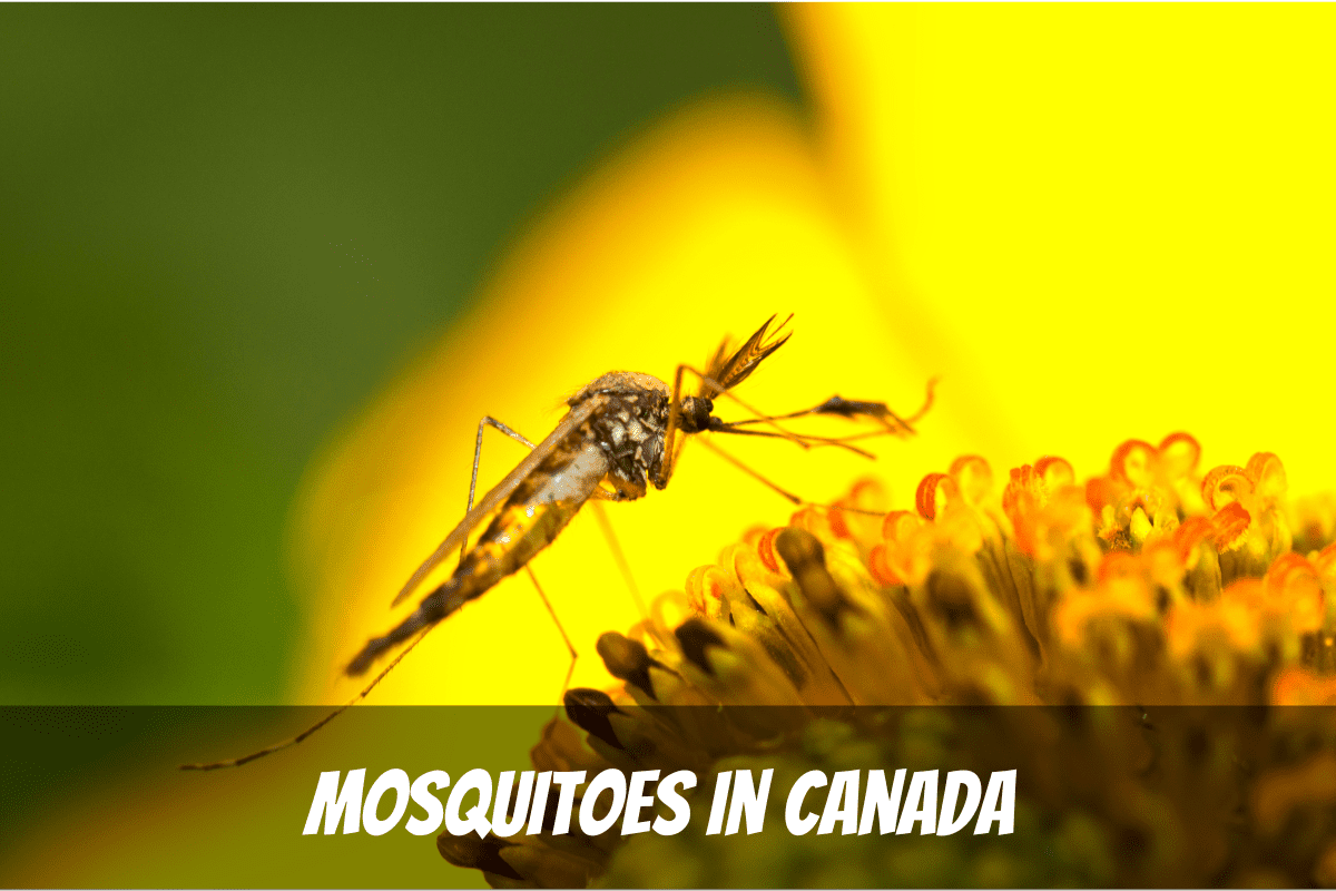 Mosquitos en Canadá sobre una flor amarilla brillante