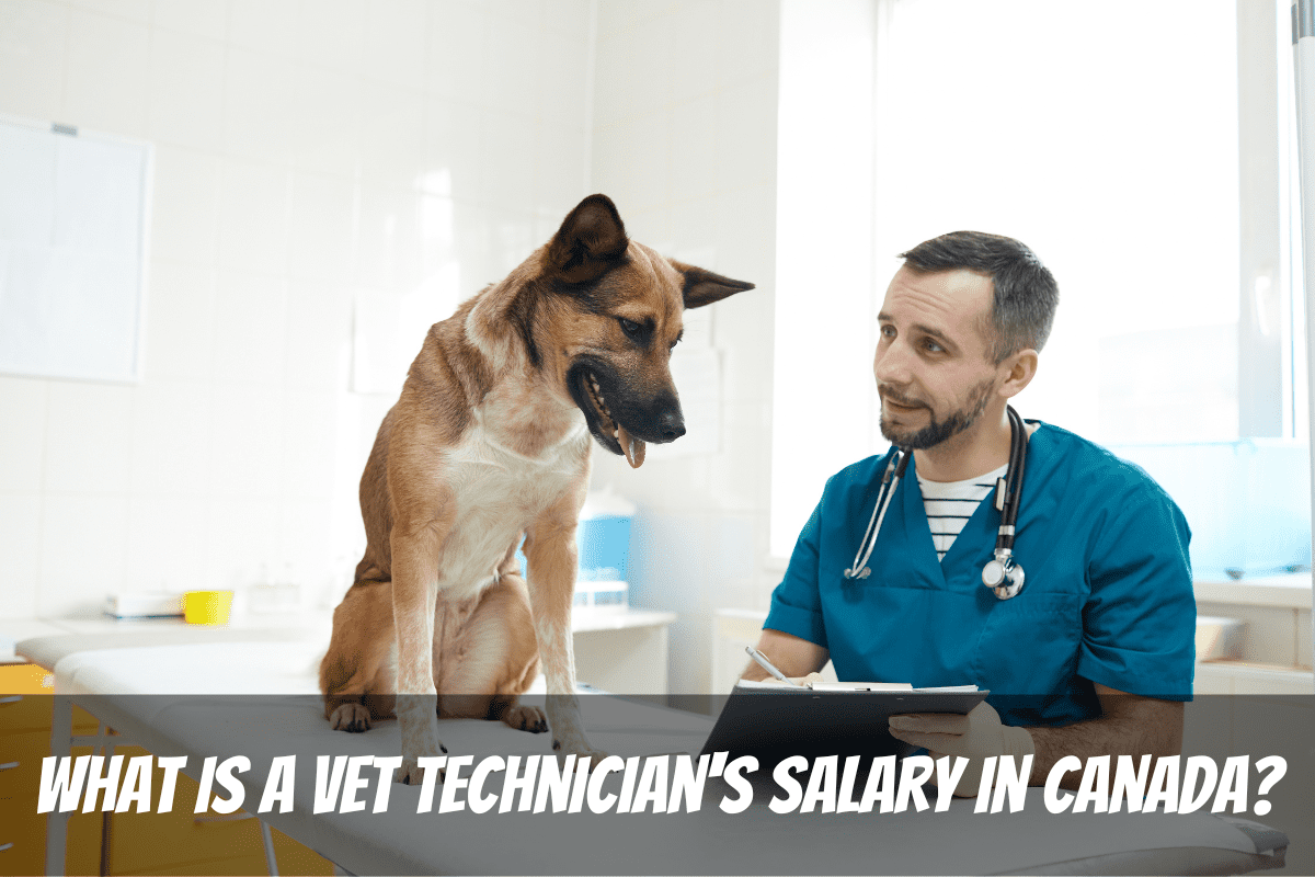 Un homme soigne un chien dans sa clinique pour gagner le salaire d'un technicien vétérinaire au Canada