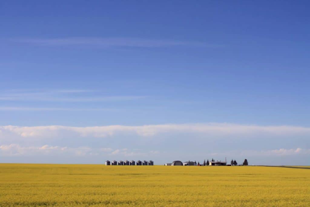 Champs de canola jaune ferme silos à grains Olds Canada l'une des meilleures petites villes de l'Alberta