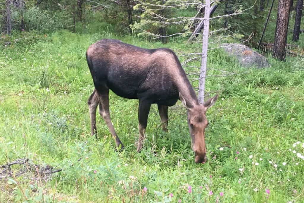 A Female Moose In The Rocky Mountains And The Pros And Cons Of Living In Jasper Alberta Canada