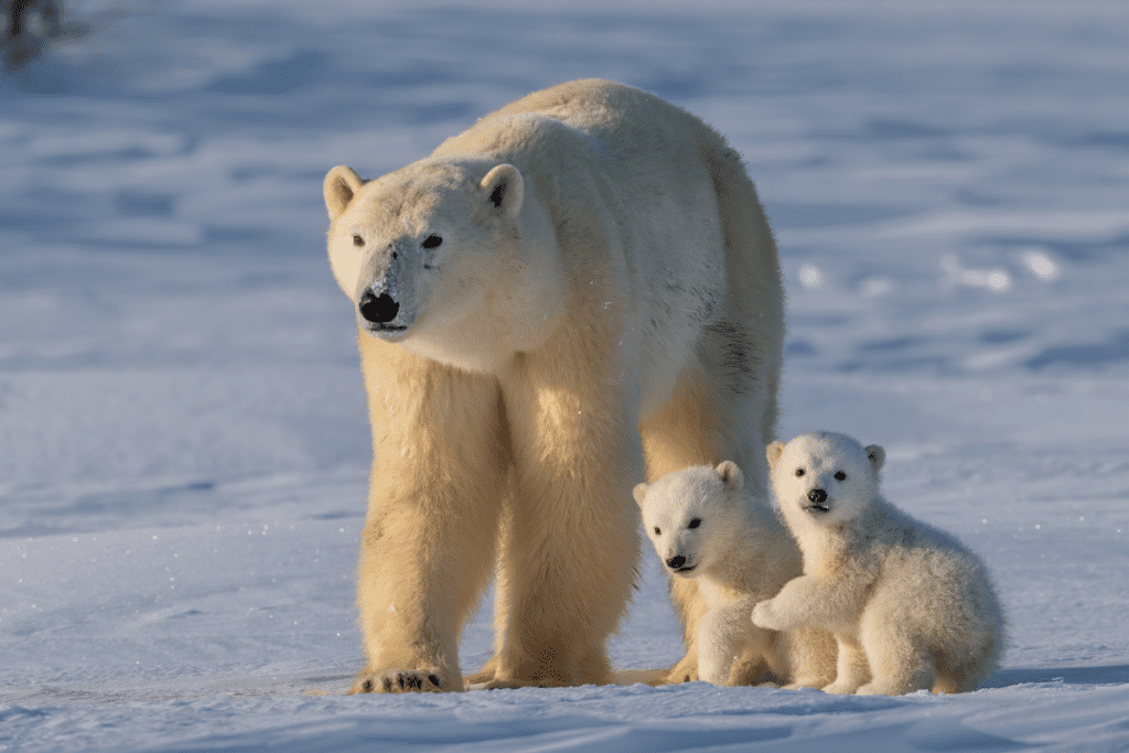 L'ours polaire. L'un des animaux les plus dangereux au Canada