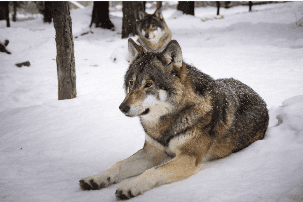 Loup dans la neige. L'un des animaux les plus dangereux au Canada