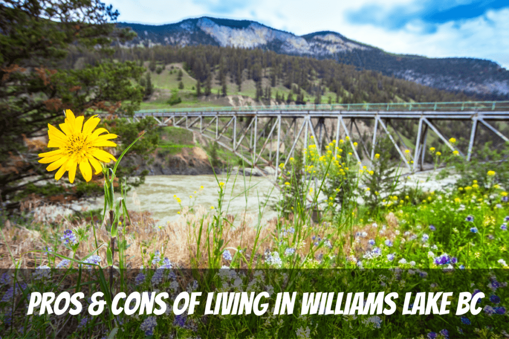 Yellow And Purple Flowers In Front Of Bridge Pros And Cons Of Living In Williams Lake Canada