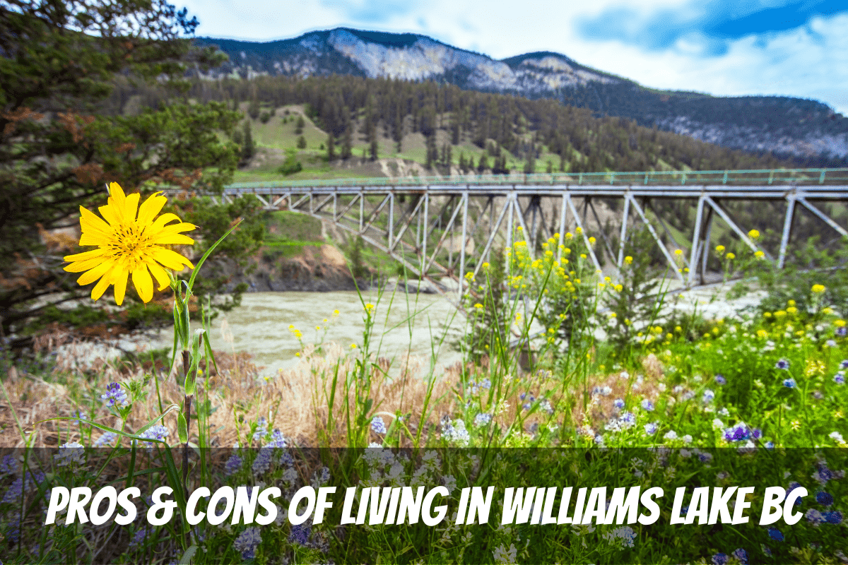 Flores amarillas y moradas frente al puente Pros y contras de vivir en Williams Lake Bc Canadá