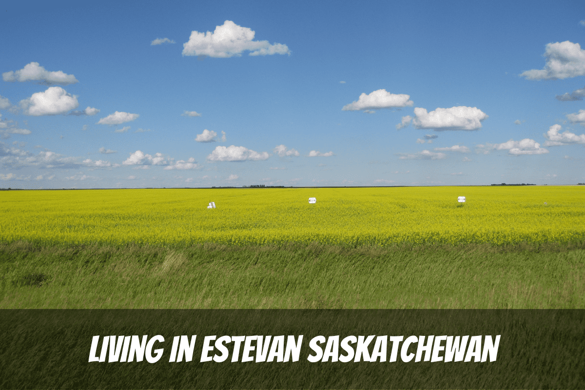 Champs de canola jaune sous un ciel bleu pour les avantages et les inconvénients de vivre à Estevan Saskatchewan Canada