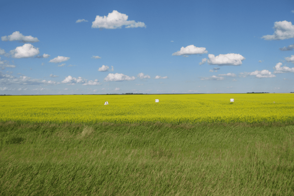 Champ de canola sous un ciel bleu lors d'une journée ensoleillée dans les Prairies, l'une des meilleures raisons de déménager en Saskatchewan Canada