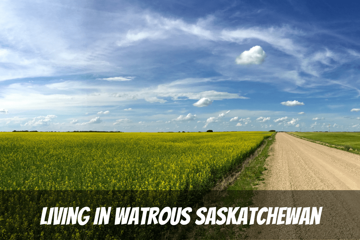 Champs de canola jaune avec route de gravier qui traverse sous un ciel bleu pour les avantages et les inconvénients de vivre à Watrous Saskatchewan Canada