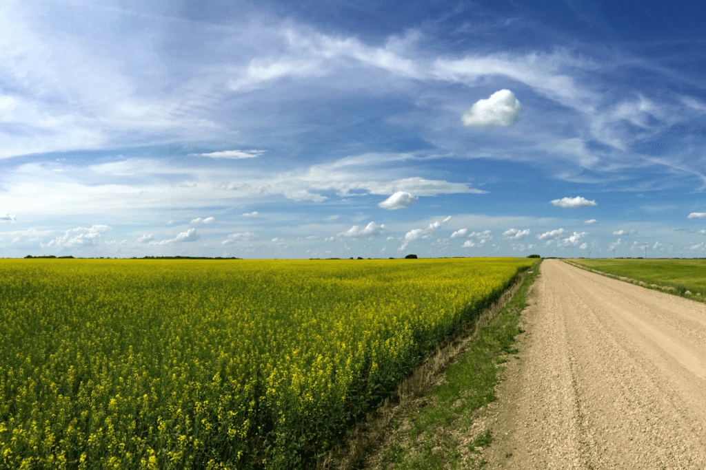 Champs de canola dans les Prairies près de Watrous l'une des meilleures petites villes de la Saskatchewan Canada