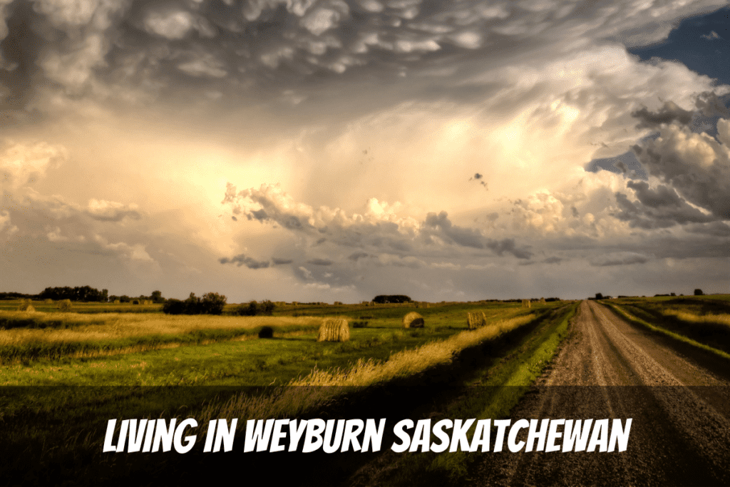 Champs de maïs jaune au moment de la récolte avec le soleil qui brille à travers les nuages gris pour les avantages et les inconvénients de vivre à Weyburn en Saskatchewan
