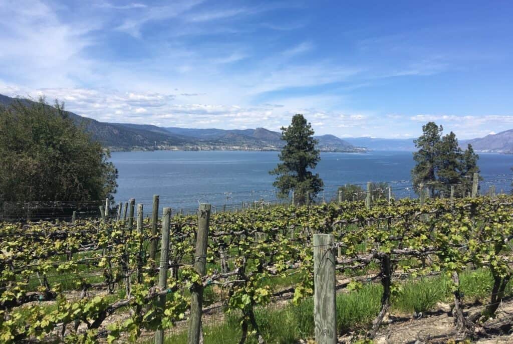 Vineyard In Spring Located On The Naramata Bench In The Okanagan Valley One Of The Best Reasons To Move To Bc