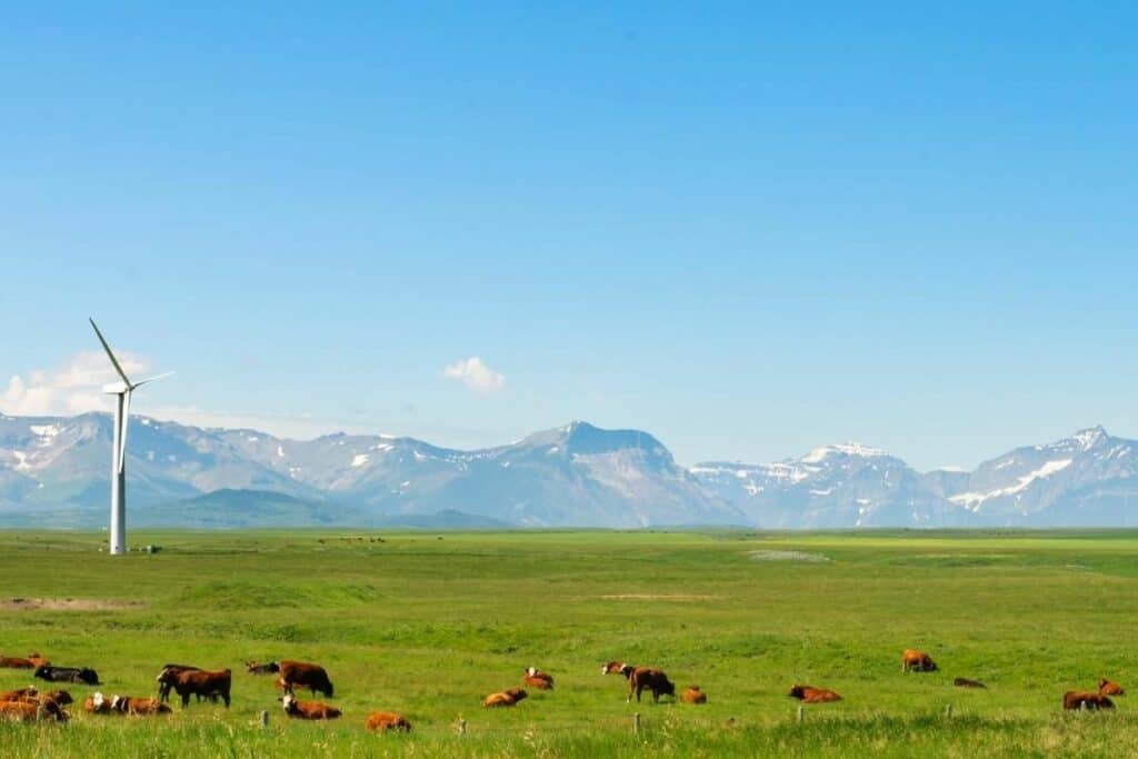 Cattle In The Rocky Mountain Foothills Alberta Beef Is One Of The Best Reasons To Move To Alberta Canada