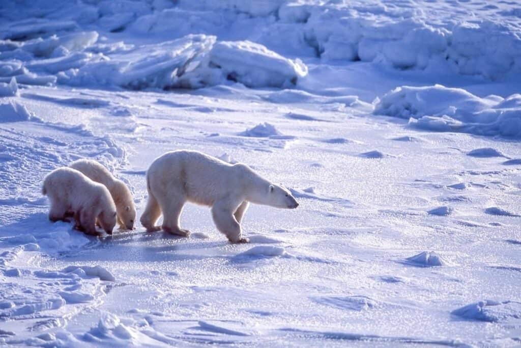 A Polar Bear With Her Two Cubs At Hudson Bay One Of The Best Reasons To Move To Manitoba